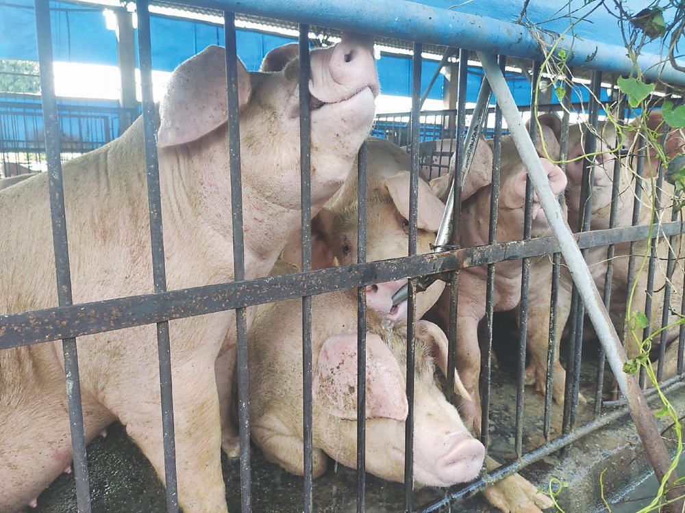 非洲豬瘟疫情經歷首個五天後,行政院長卓榮泰26日宣布,啟動第二階段五大防疫作戰計畫,延長禁運時間10天。圖/本報資料照片 image